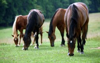 Obrazek: Konie jedzące trawę