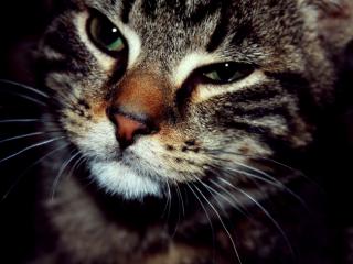 Obrazek: Kot z przymróżonymi oczami