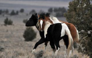 Obrazek: Piękne konie
