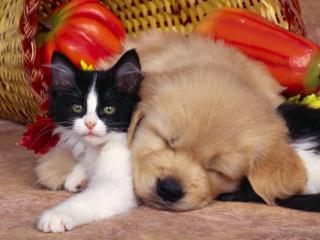 Obrazek: Pies i kot