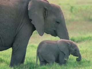 Obrazek: Słoń z młodym