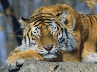 Obrazek: śpiący tygrys