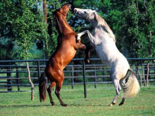 Obrazek: Stojące konie