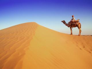 Obrazek: Wielbłąd na pustyni