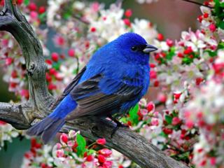 Obrazek: Niebieski ptak