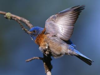 Obrazek: Niebieski ptak