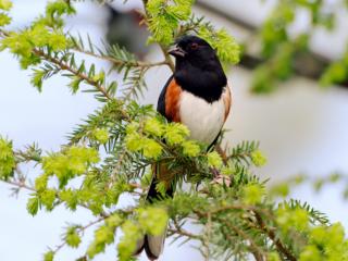 Obrazek: Ptak na drzewie