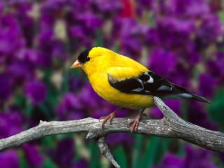 Obrazek: żółty ptak
