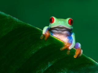 Obrazek: Dziwna żaba