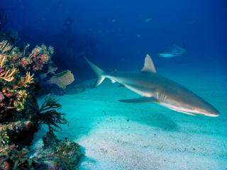 Obrazek: Gray Reef Sharks