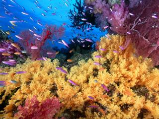 Obrazek: Rafa koralowa