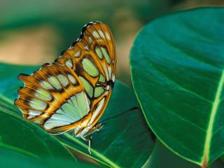 Obrazek: Zielono-pomarańczowy motyl