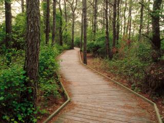 Obrazek: Drewniana ścieżka w lesie