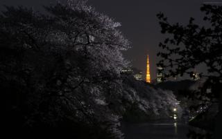 Obrazek: Japonia - Kraina Kwitnącej Wiśni