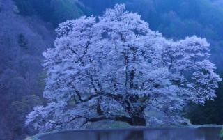 Obrazek: Japonia - Kraina Kwitnącej Wiśni