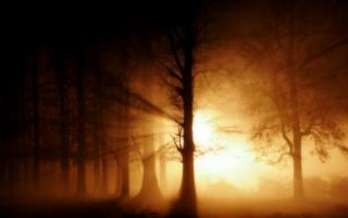 Obrazek: Słońce przebijające się przez konary drzew