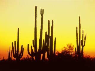 Obrazek: Saguaro Cactus at Sunset, Arizona