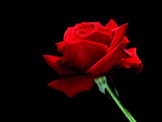 Obrazek: A Single Red Rose