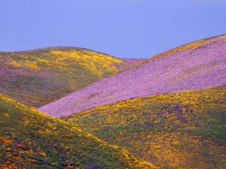 Obrazek: Ablaze with Spring Colors, Gorman, California