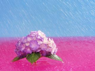 Obrazek: April Showers Bring May Flowers,  Hydrangea