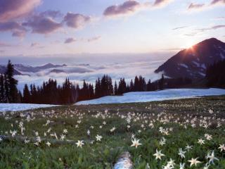 Obrazek: Avalanche Lilies at Appleton Pass, Olympic National Park
