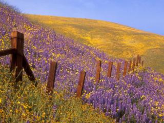 Obrazek: Barbed Wire and Wildflowers, Gorman, California