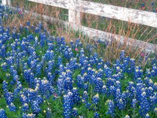 Obrazek: Blue Bonnets, Texas Hill Country,  Marble Falls, Texas