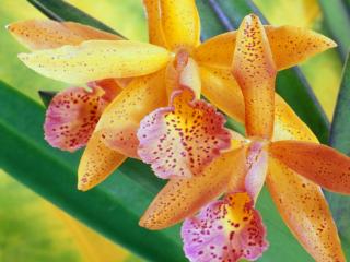 Obrazek: Colorful Orchids