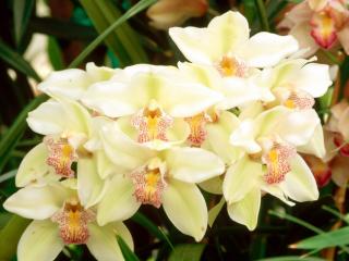 Obrazek: Cymbidium Orchid