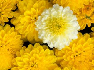 Obrazek: Dahlia Flower Mix