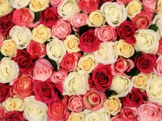 Obrazek: Fragrant Roses