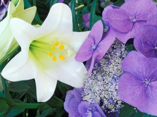 Obrazek: Hydrangea and Easter Lily