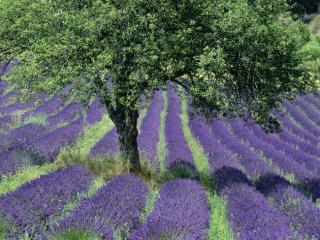 Obrazek: Lavender Field, Provence, France