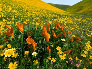Obrazek: Peaceful Valley, Poppies and Coreopsis