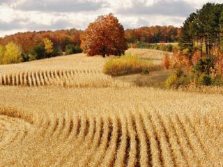 Obrazek: Ready for Harvest, Cadillac, Michigan