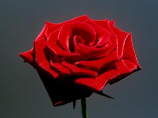 Obrazek: Red Rose