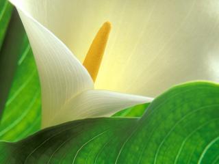 Obrazek: Study of Light and Form, Calla Lily