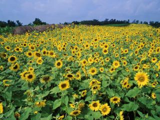 Obrazek: Sunflower Field, Near Lexington, Kentucky