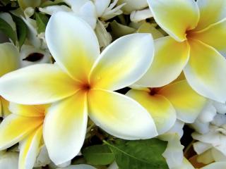 Obrazek: Tropical Plumeria Flower
