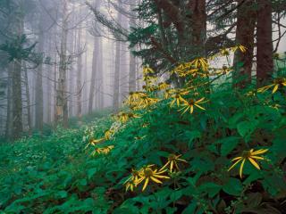 Obrazek: Woodland Sunflowers, Great Smoky Mountains, Tennessee