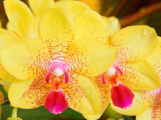 Obrazek: Yellow Orchids