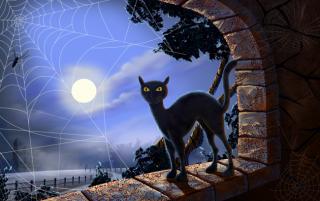 Obrazek: Czarny kot stojący w oknie