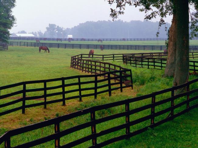 Horse Farm, Goshen, Kentucky