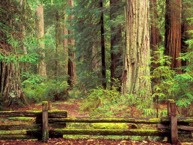 Sentinels of Time, Big Basin Redwood State Park, California