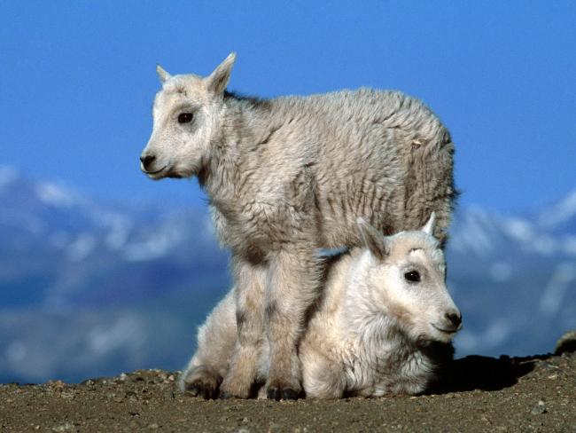 2 młode kozy