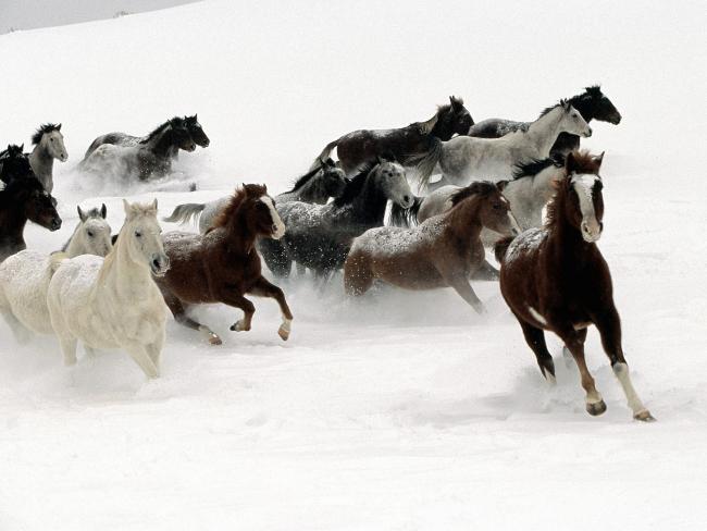 Stado koni na śniegu