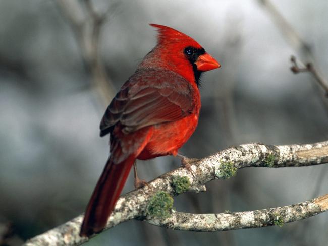 Czerwony ptak 2