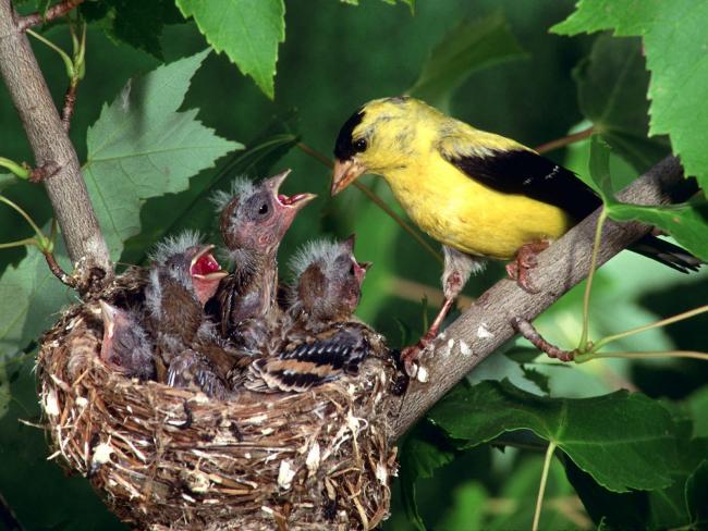 Ptak karmiący młode