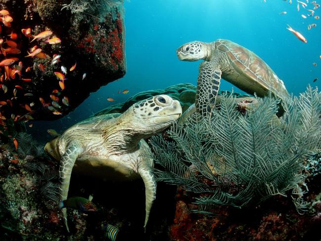 Para żółwi w wodzie