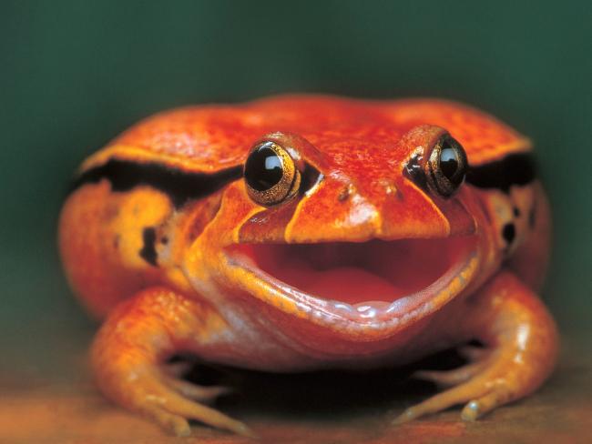 Czerwona żaba